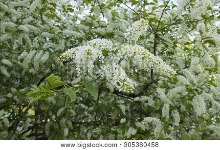 Prunus Padus Species Of Small Trees Of The Genus Prunus In The Family Rosaceae. Prunus Padus Branch 