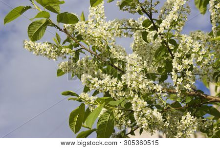 Prunus Padus Species Of Small Trees Of The Genus Prunus In The Family Rosaceae. Prunus Padus Branch 