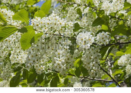 Prunus Padus Species Of Small Trees Of The Genus Prunus In The Family Rosaceae. Prunus Padus Branch 