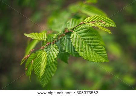 Beech, Fagus Sylvatica Asplenifolia, Details And Texture Of Leaves With Natural Background