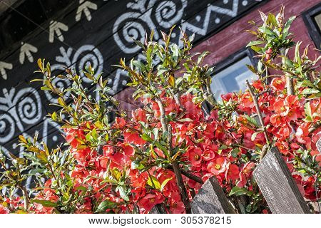Painted Folk House With Red Flowers, Cicmany Village, Slovak Republic. Architectural Theme. Travel D