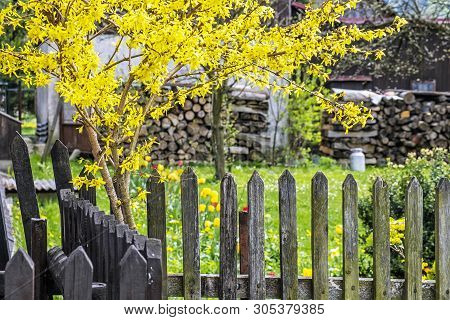 Springtime In Garden, Cicmany Village, Slovak Republic. Travel Destination. Seasonal Natural Scene.