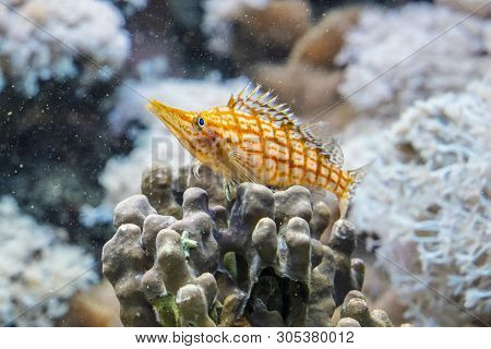 Longnose Hawkfish - Oxycirrhites Typus. Animal Scene.