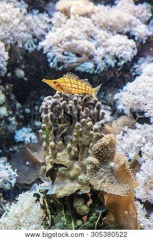 Longnose Hawkfish - Oxycirrhites Typus. Animal Scene.