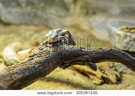 Rainbow Mabuya - Trachylepis Margaritifera. Animal Scene.
