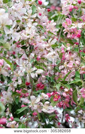Wild Apple Tree(málus Sylvéstris) Blooming With White And Pink Flowers In Spring.
