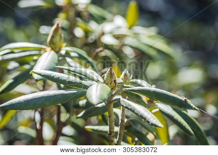 Flower Buds Of Rhododendron In Springtime. Seasonal Natural Scene.