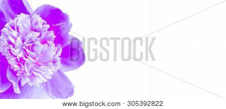 Neon Purple Peony Closeup On A White Background. Neon Trend 2019. Web Banner For The Site.