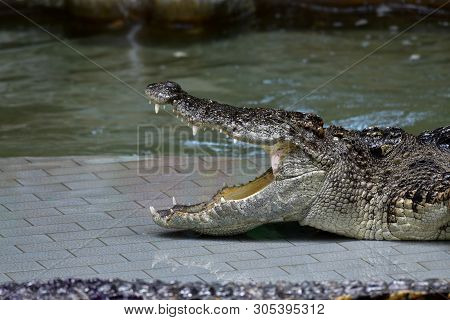 Crocodiles (subfamily Crocodylinae) Or True Crocodiles Are Large Semiaquatic Reptiles That Live Thro