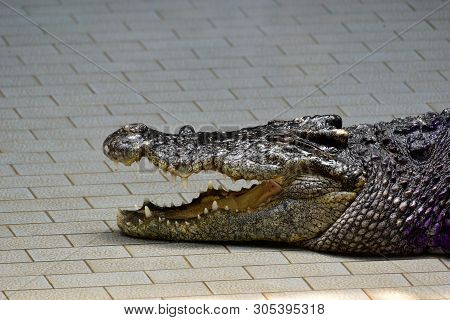Crocodiles (subfamily Crocodylinae) Or True Crocodiles Are Large Semiaquatic Reptiles That Live Thro
