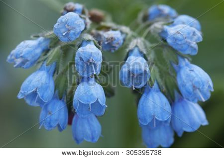 Symphytum Caucasicum Flowers Close Up Shot Local Focus