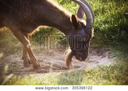 Beautiful Brown Goat With Big Eyes Digs The Ground With His Hooves In The Pasture And Getting Ready 