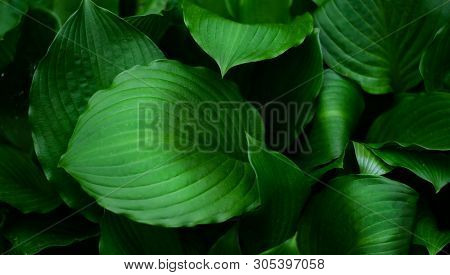 Green Heart-shaped Leaves. Natural Light. Juicy Color.