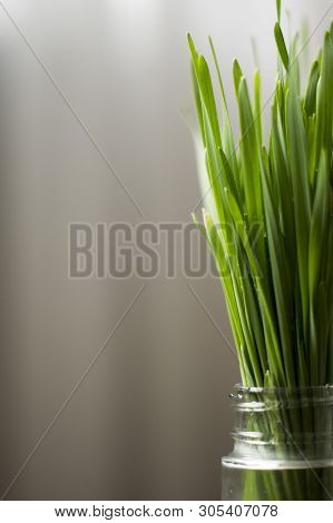 A Chunk Of Fresh Organic Wheatgrass Upstanding