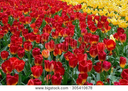 Beautiful Yellow And Pink Tulip Flowers In Spring Garden.