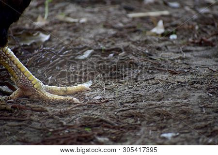 The View Of The Chicken Feet On The Ground.