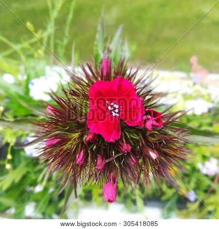 An Isolated Dianthus Barbatus Shot From Above