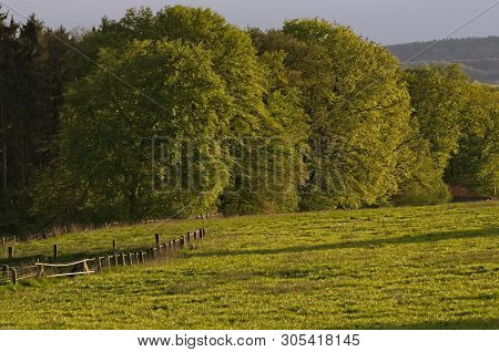 Edge Of Forrest On A Summer Evening