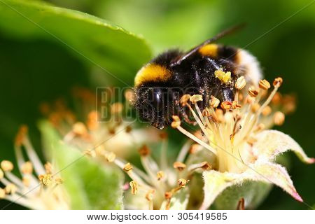 A Buff Tailed Bumblebee Feeding On Pollen From A Blossom Flower