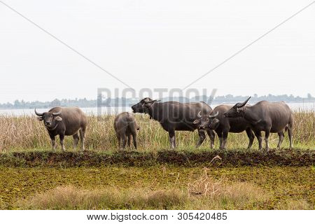 The Water Buffalo Or Domestic Asian Water Buffalo. Refreshment Of Water Buffalos. Female And Calf Of