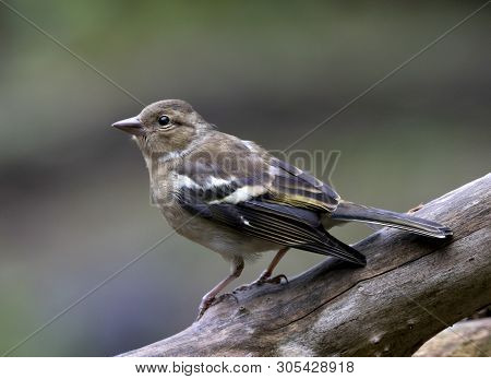 A Juvenile Chaffinch Bird Perched On A Tree In Local Woodlands