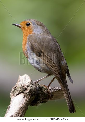 A Eurasian Robin Redbreast Bird Perched On A Branch In Local Woodlands