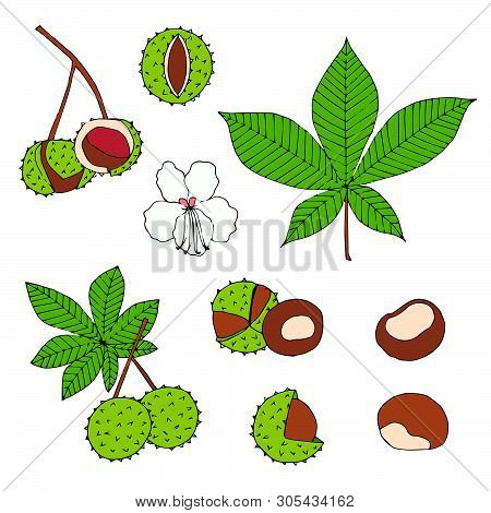 Hand Drawn Chestnut Collection. Botanical Autumn Illustration.