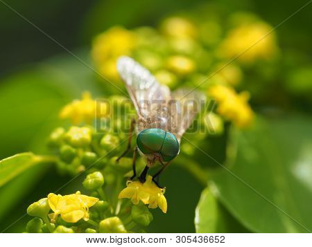 Horsefly (lat. tabanidae) Eats The Nectar Of A Flower
