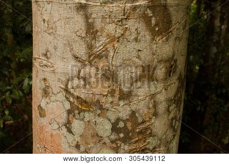 Texture Of Wood In The Jungle Close-up. Amazon Rainforest. Amazonas, Brazil