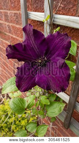 Large Flowed, Deep Purple Clematis Rasputin Flowering Against A Trellis And Wall