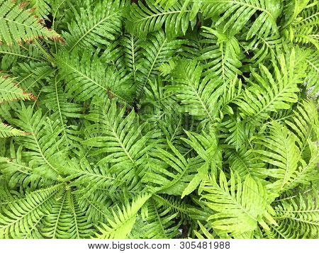 Top View Of Nephrolepis Exaltata Or Boston Ferns - Leaf Green Background