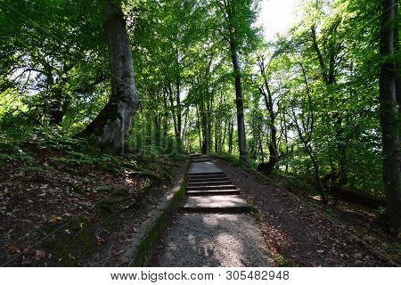 Walking Ladder In The Summer Among The Trees In The Mountainous Area Of The Kizilovka Mountain In Th