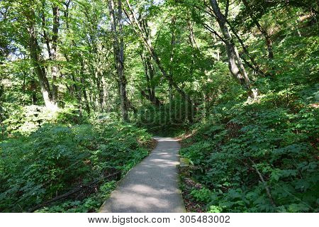Mountain Forest Road For Outdoor Activities Among Trees In The Summer On Mount Kizilovka In The Foot