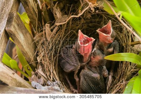 Three Birds In A Nest On A Tree With Leaves Covered