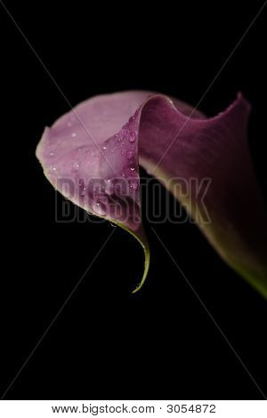 Lavendel Calla Lilien