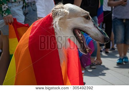 Dog Covered With Rainbow Flag At The Event. Gay Flag Painted On Dogs Nose During Celebration Support