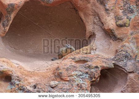 Cute Vizcacha In Its Natural Habitat In The Salar Uyuni, Bolivia