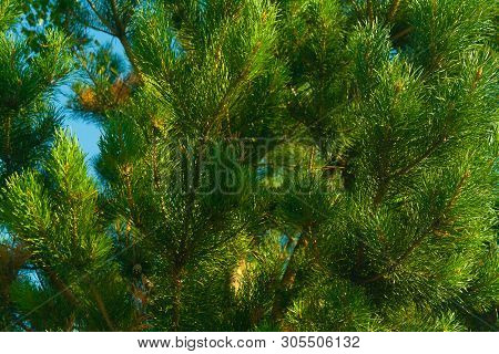 Branches Of Cedar Against The Blue Sky