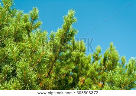 Branches Of Cedar Against The Blue Sky