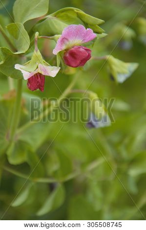 Flowers Of The Marrowfat Pea In An Organic Vegetable Garden In Nijmegen The Netherlands