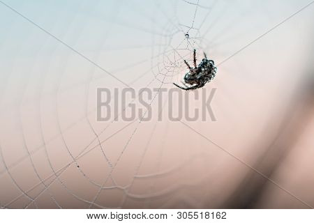 Macro Photo Of Spider On Web. Sunset