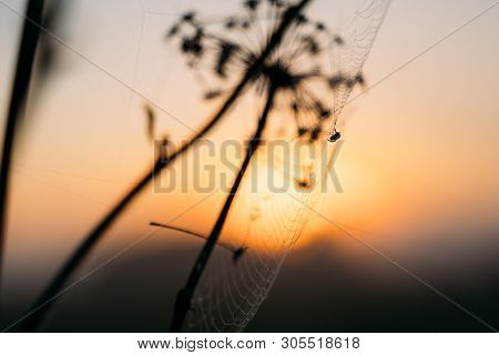 Closeup Photo Of Spider On Web. Sunset