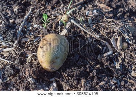 One Organic Harvested Potato From Patch Garden In Usa