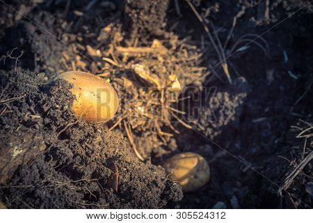 One Organic Harvested Potato From Patch Garden In Usa