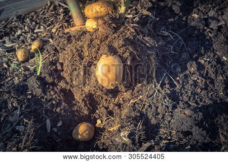 Harvesting Potatoes Using Digging Folk At Patch Garden In Usa