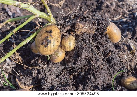 Pile Of Organic Potatoes From Patch Garden Harvesting In Usa