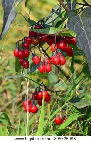 Branch Of Red Solanum Solanum Dulcamara With Berries And Green Leaves On The Lawn In The Foothills O