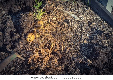 Harvesting Potatoes Using Digging Folk At Patch Garden In Usa