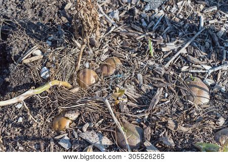 Pile Of Organic Potatoes From Patch Garden Harvesting In Usa