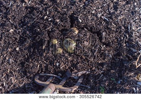 Harvesting Potatoes Using Digging Folk At Patch Garden In Usa